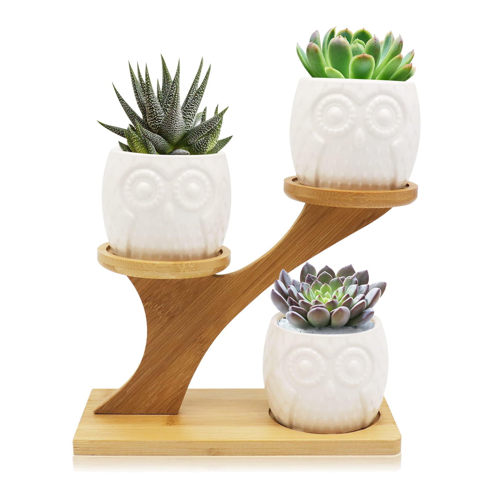 Pots succulents de hibou KPUY