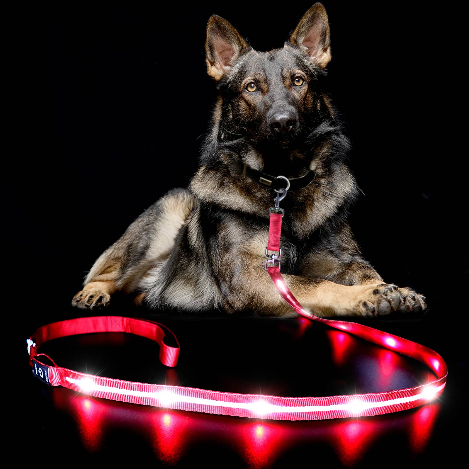 PetIsay Laisse lumineuse pour chien