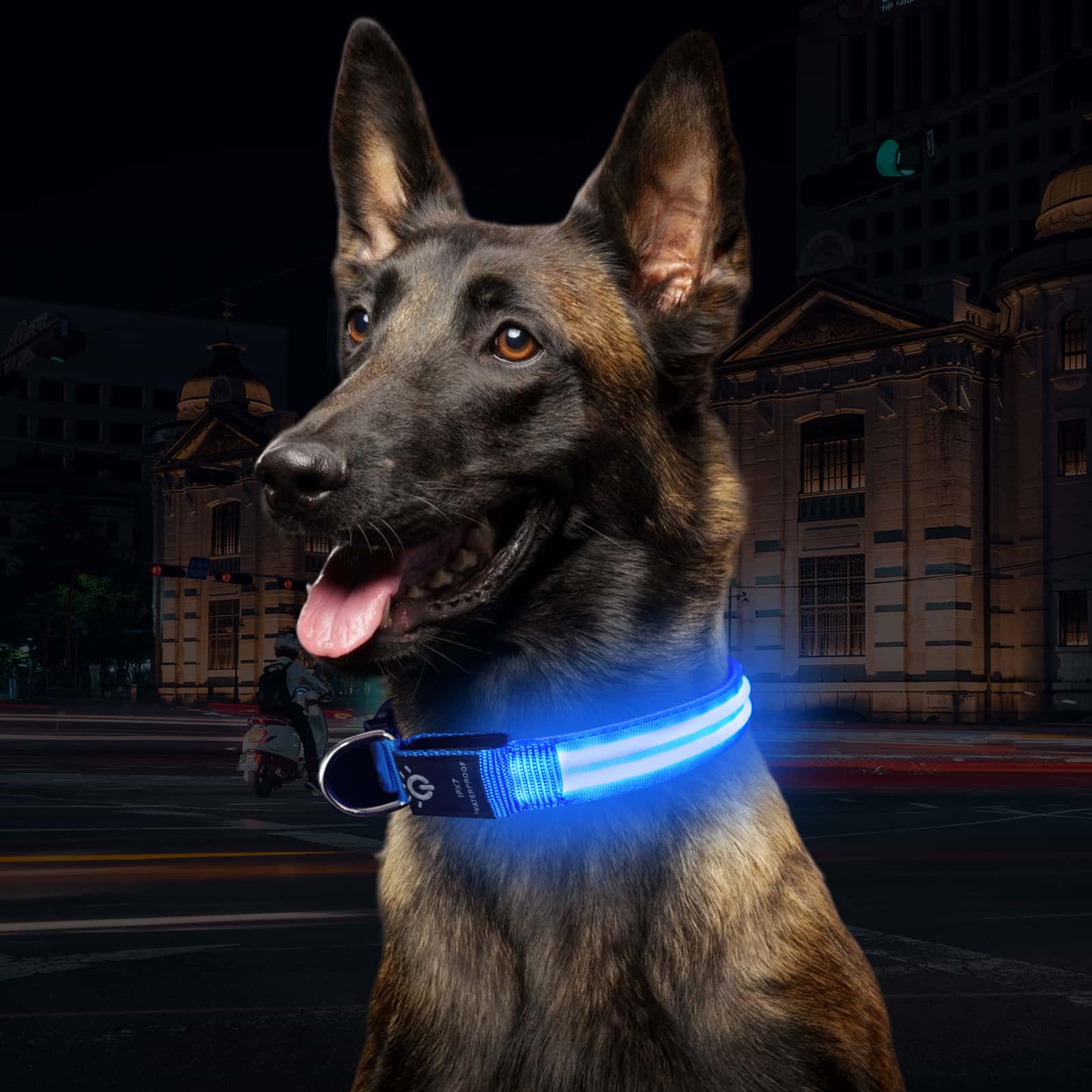 PowBear Light up Dog Collars